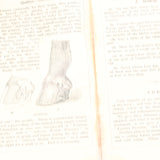 Old Horses & Stables Book (C.1894) & Everyday Farriery Book