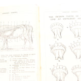 Old Horses & Stables Book (C.1894) & Everyday Farriery Book