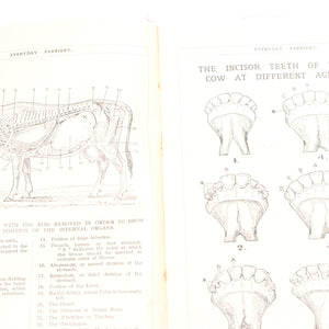 Old Horses & Stables Book (C.1894) & Everyday Farriery Book