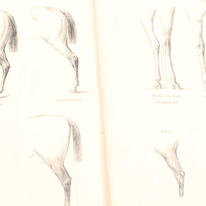 Old Horses & Stables Book (C.1894) & Everyday Farriery Book