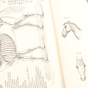 Old Horses & Stables Book (C.1894) & Everyday Farriery Book